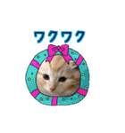 サイベリアン アメリカンショートヘア（個別スタンプ：22）