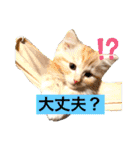 サイベリアン アメリカンショートヘア（個別スタンプ：23）