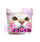 サイベリアン アメリカンショートヘア（個別スタンプ：25）