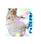 サイベリアン アメリカンショートヘア（個別スタンプ：32）