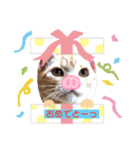 サイベリアン アメリカンショートヘア（個別スタンプ：34）