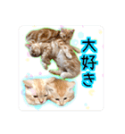 サイベリアン アメリカンショートヘア（個別スタンプ：39）