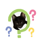 黒猫キヨたん（個別スタンプ：1）