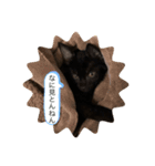 黒猫キヨたん（個別スタンプ：2）