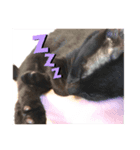 黒猫キヨたん（個別スタンプ：3）