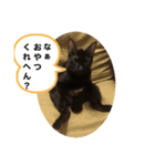 黒猫キヨたん（個別スタンプ：4）