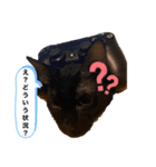 黒猫キヨたん（個別スタンプ：5）