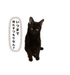 黒猫キヨたん（個別スタンプ：6）