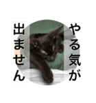 黒猫キヨたん（個別スタンプ：7）