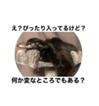黒猫キヨたん（個別スタンプ：8）