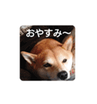 しばいぬりん。（個別スタンプ：2）