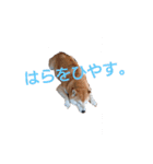 しばいぬりん。（個別スタンプ：5）