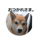 しばいぬりん。（個別スタンプ：6）