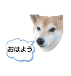 しばいぬりん。（個別スタンプ：8）