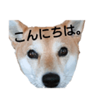 しばいぬりん。（個別スタンプ：12）