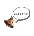 しばいぬりん。（個別スタンプ：15）