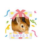 うさぎ 〜オリジナルスタンプ〜 YUTA（個別スタンプ：7）