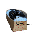 猫スタンプ(しま)（個別スタンプ：1）
