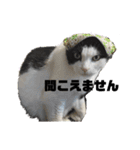 猫スタンプ(しま)（個別スタンプ：2）