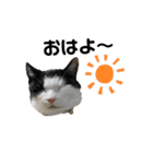 猫スタンプ(しま)（個別スタンプ：4）