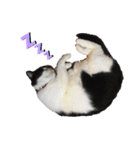 猫スタンプ(しま)（個別スタンプ：5）
