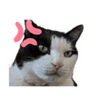 猫スタンプ(しま)（個別スタンプ：6）