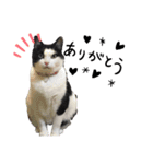 猫スタンプ(しま)（個別スタンプ：7）