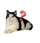 猫スタンプ(しま)（個別スタンプ：10）