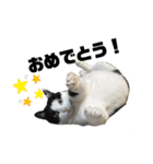 猫スタンプ(しま)（個別スタンプ：13）