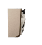 猫スタンプ(しま)（個別スタンプ：14）