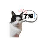 猫スタンプ(しま)（個別スタンプ：16）
