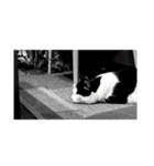 猫スタンプ(しま)（個別スタンプ：22）