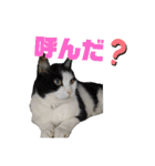 猫スタンプ(しま)（個別スタンプ：23）