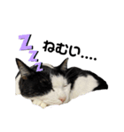 猫スタンプ(しま)（個別スタンプ：24）
