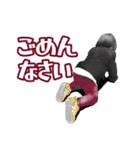 ゆきとねこS（個別スタンプ：17）