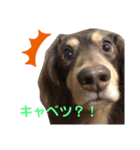 らんこた（個別スタンプ：7）
