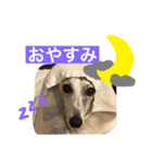 たぴ①（個別スタンプ：7）