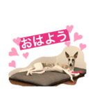 たぴ①（個別スタンプ：8）