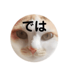 ぶらちま（個別スタンプ：8）