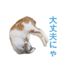 ぶらちま（個別スタンプ：20）