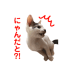 ぶらちま（個別スタンプ：21）
