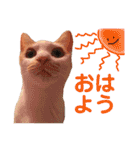 ぶらちま（個別スタンプ：24）