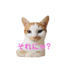 ぶらちま（個別スタンプ：26）