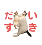 ぶらちま（個別スタンプ：34）