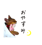 アビシニアンのvivi（個別スタンプ：2）