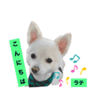 ラテ君＆ココちゃん（個別スタンプ：3）
