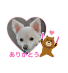 ラテ君＆ココちゃん（個別スタンプ：8）
