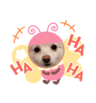 ラテ君＆ココちゃん（個別スタンプ：13）