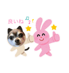ラテ君＆ココちゃん（個別スタンプ：19）