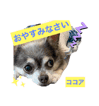 ラテ君＆ココちゃん（個別スタンプ：24）